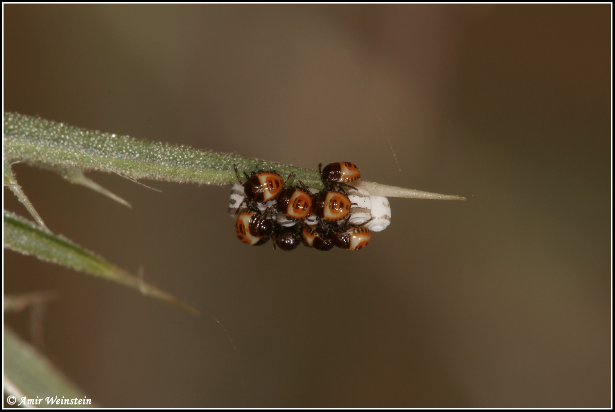 Heteroptera  d''Israele